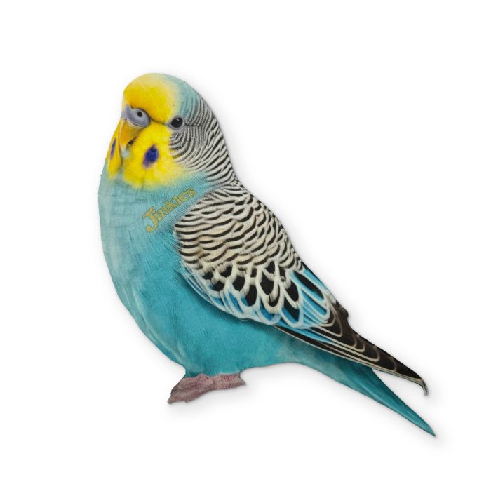 0000 BudgieFront