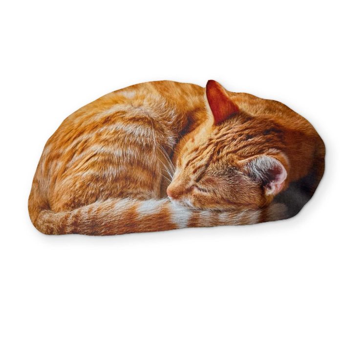 0001 CatFront
