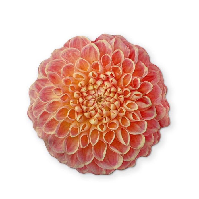 0004 DAHLIAFRONT