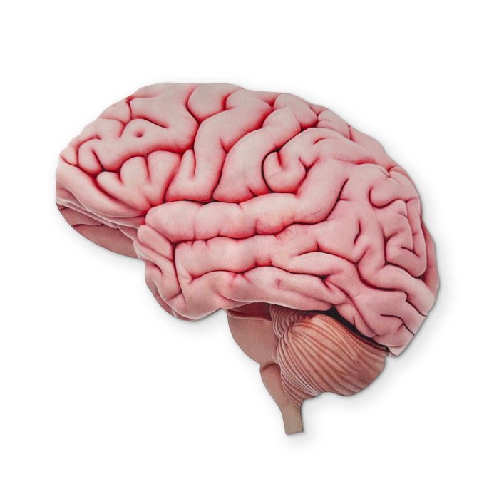 BATCH3 0038 BRAINFRONT