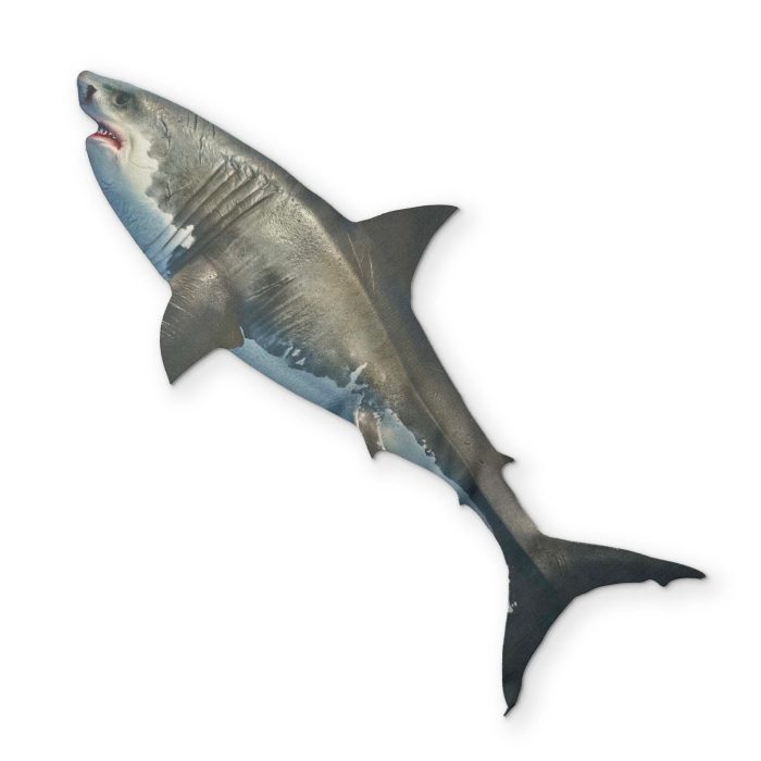 BATCH4 0024 SHARKFRONT